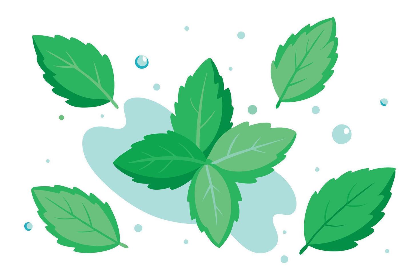 Fresh mint leaves with water splash illustration set on white background. vector