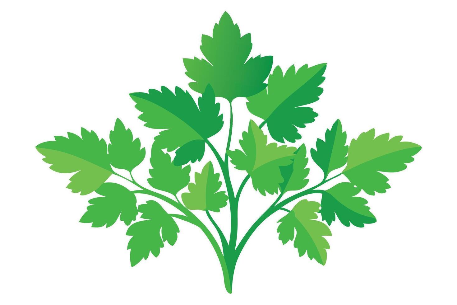 Parsley plant with lush green foliage flat illustration9. vector