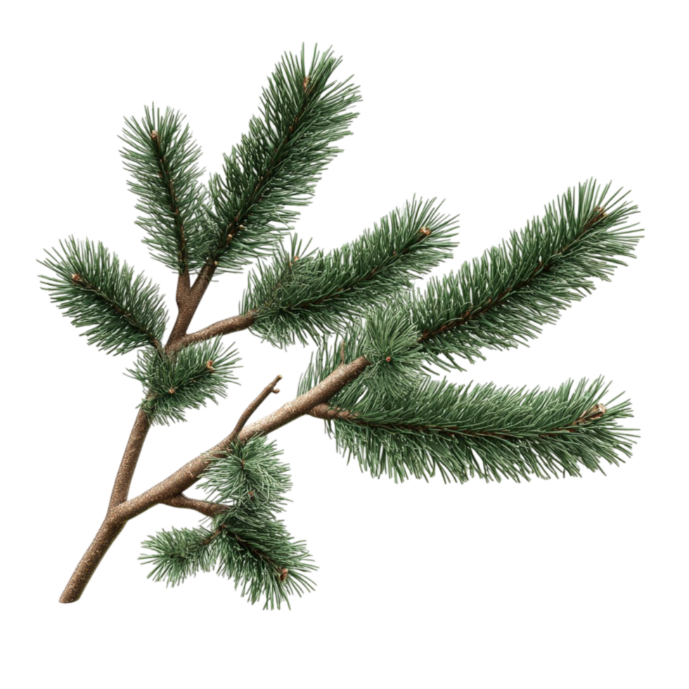 Pine Branch with Pointy Green Needles png