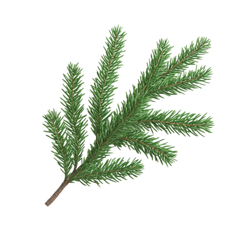 Freshly Cut Pine Tree Branch - A Common Symbol of Christmas png
