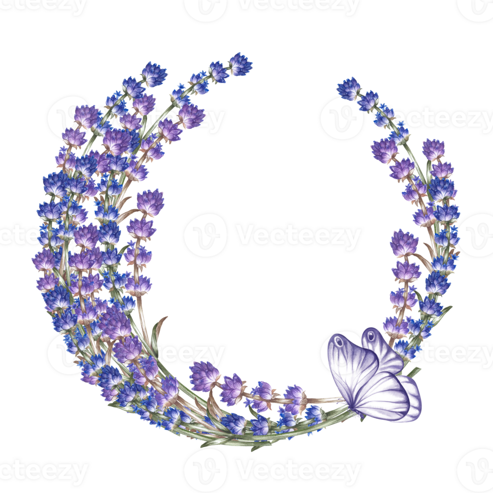 Lavender. A wreath of lavender with a butterfly. A round frame made of purple flowers. A watercolor illustration made by hand. Highlight it. An element of the design of packaging, postcards and labels png