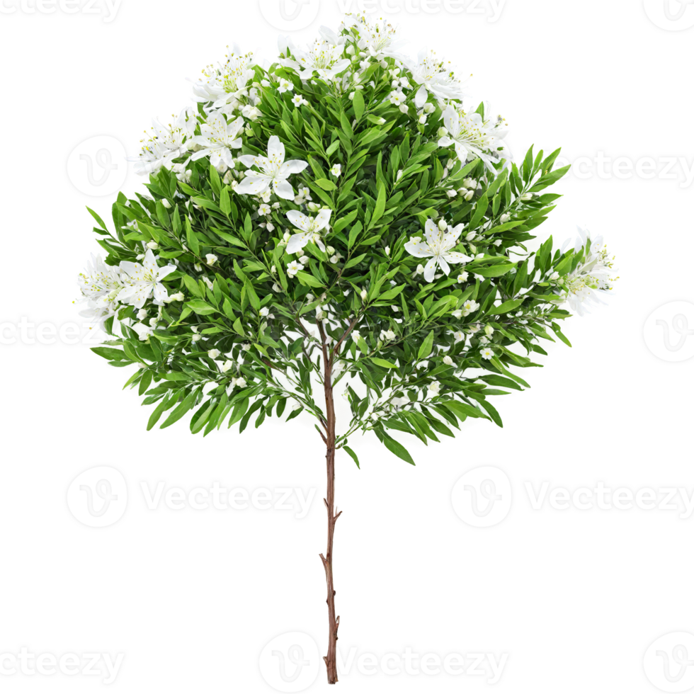 Curry Leaf Tree pinnate aromatic leaves and small white flowers Murraya koenigii Final image png