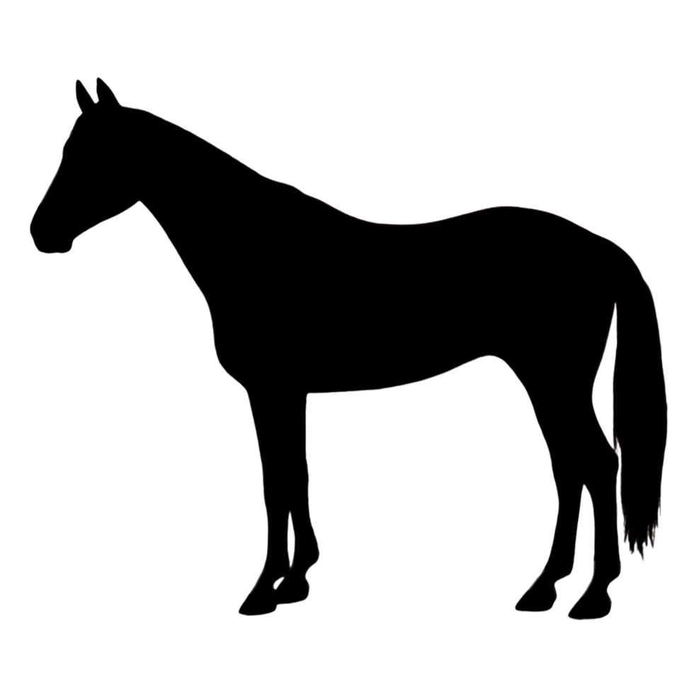 Horse Drawing - Horse Illustration - Horse Outline png