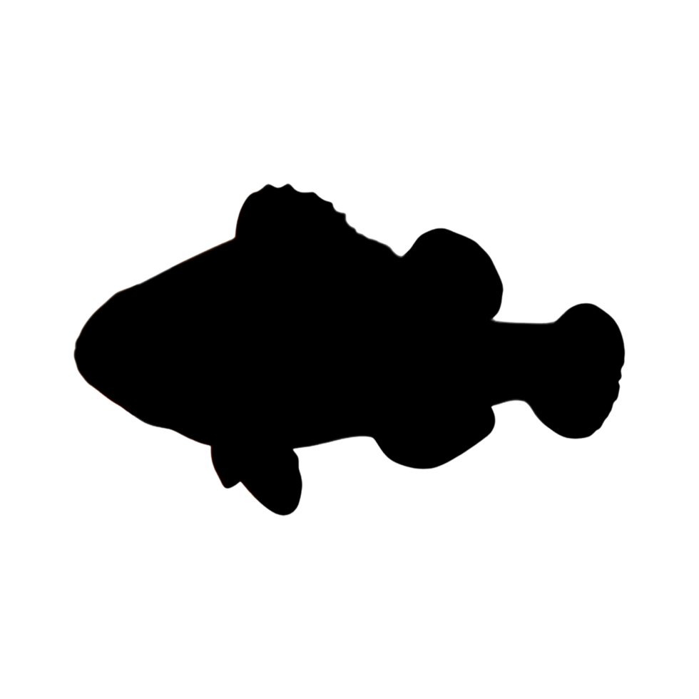 Fish Illustration - Fish Drawing - Fish Outline png