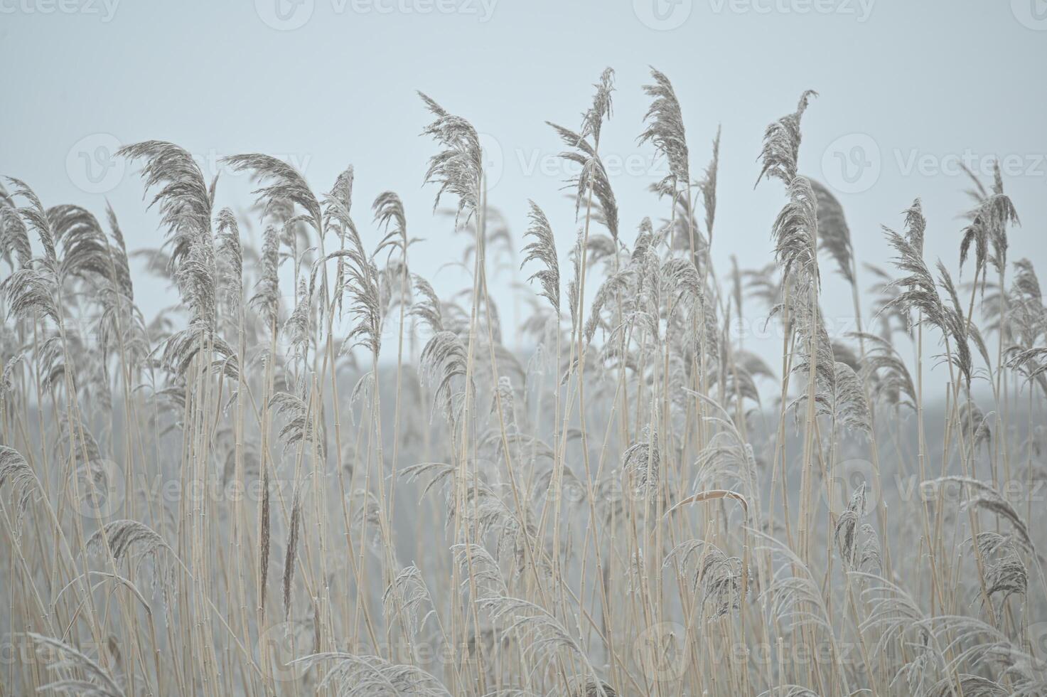 a field of tall grasses in the fog photo