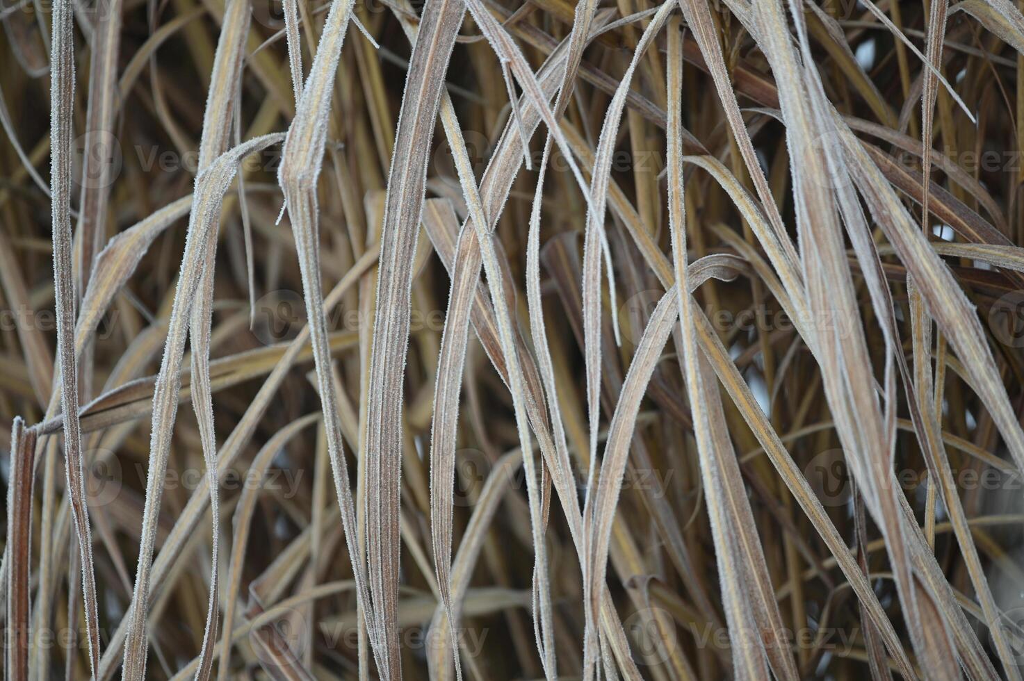 a close up of some tall grass photo