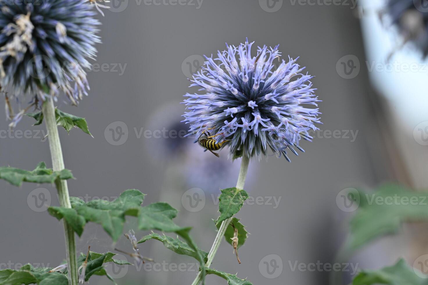a bee on a purple flower with green leaves photo