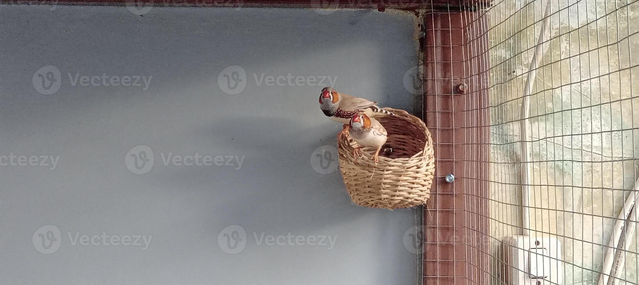 Sparrows and parrots in cages photo