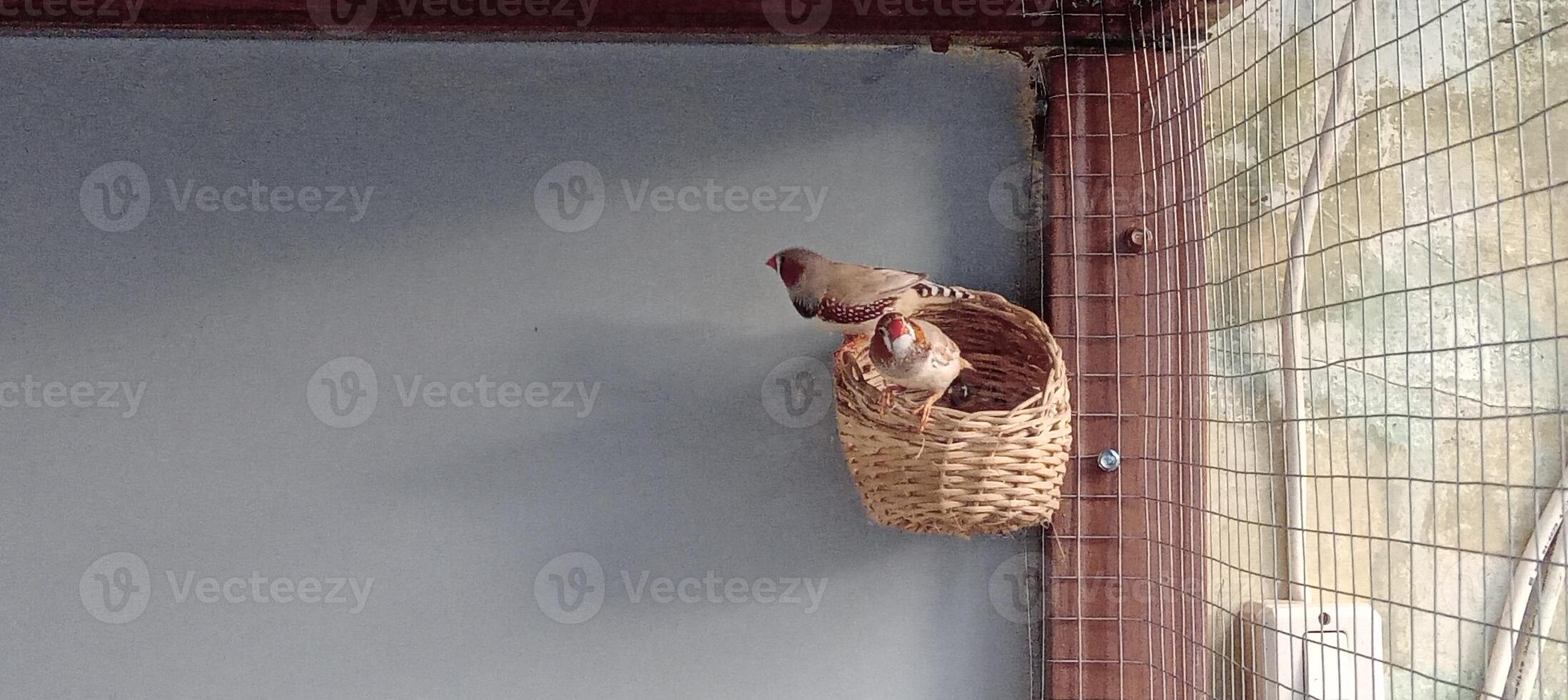 Sparrows and parrots in cages photo