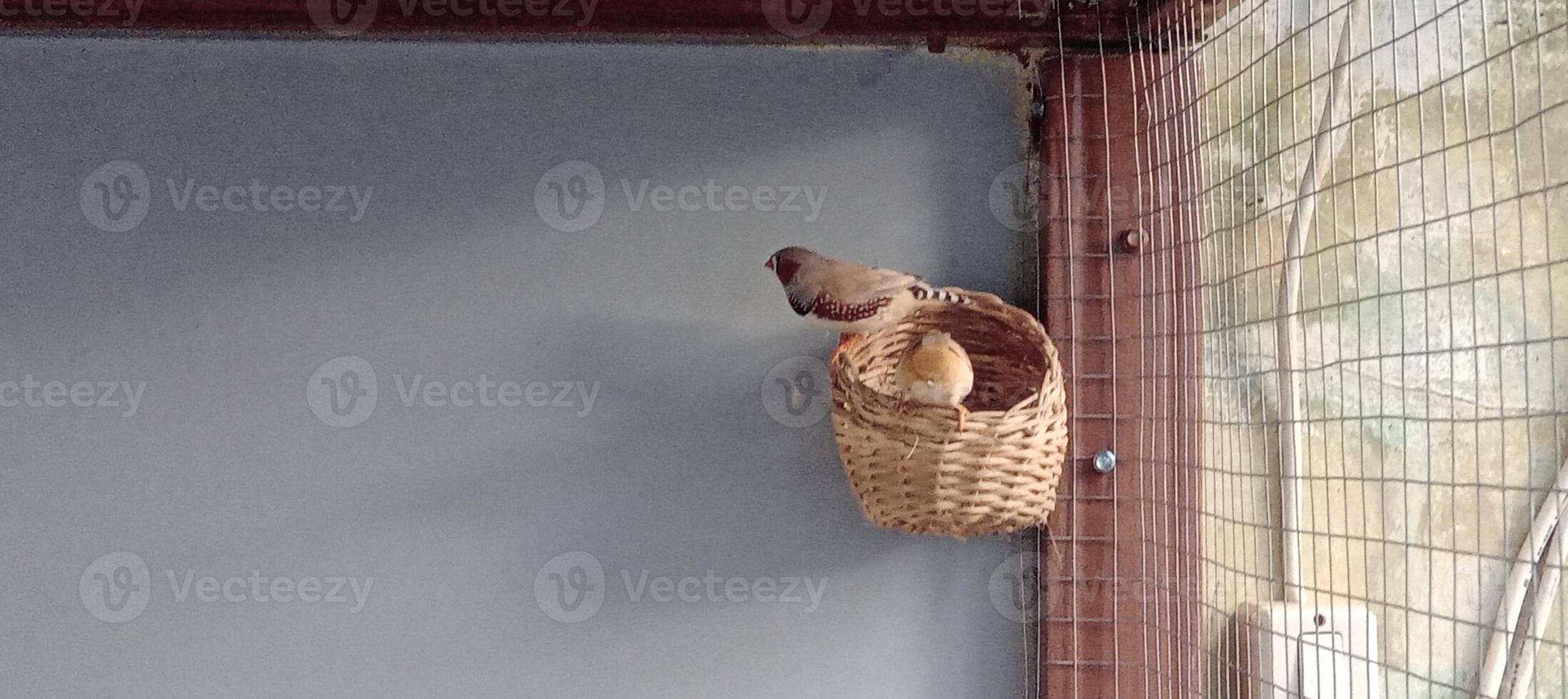 Sparrows and parrots in cages photo