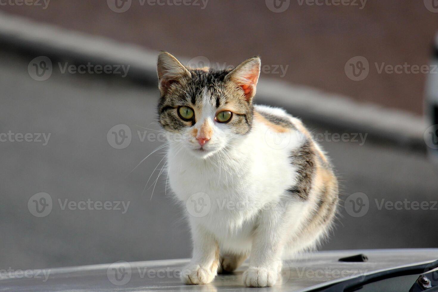 A homeless cat lives on the street in Tel Aviv. photo