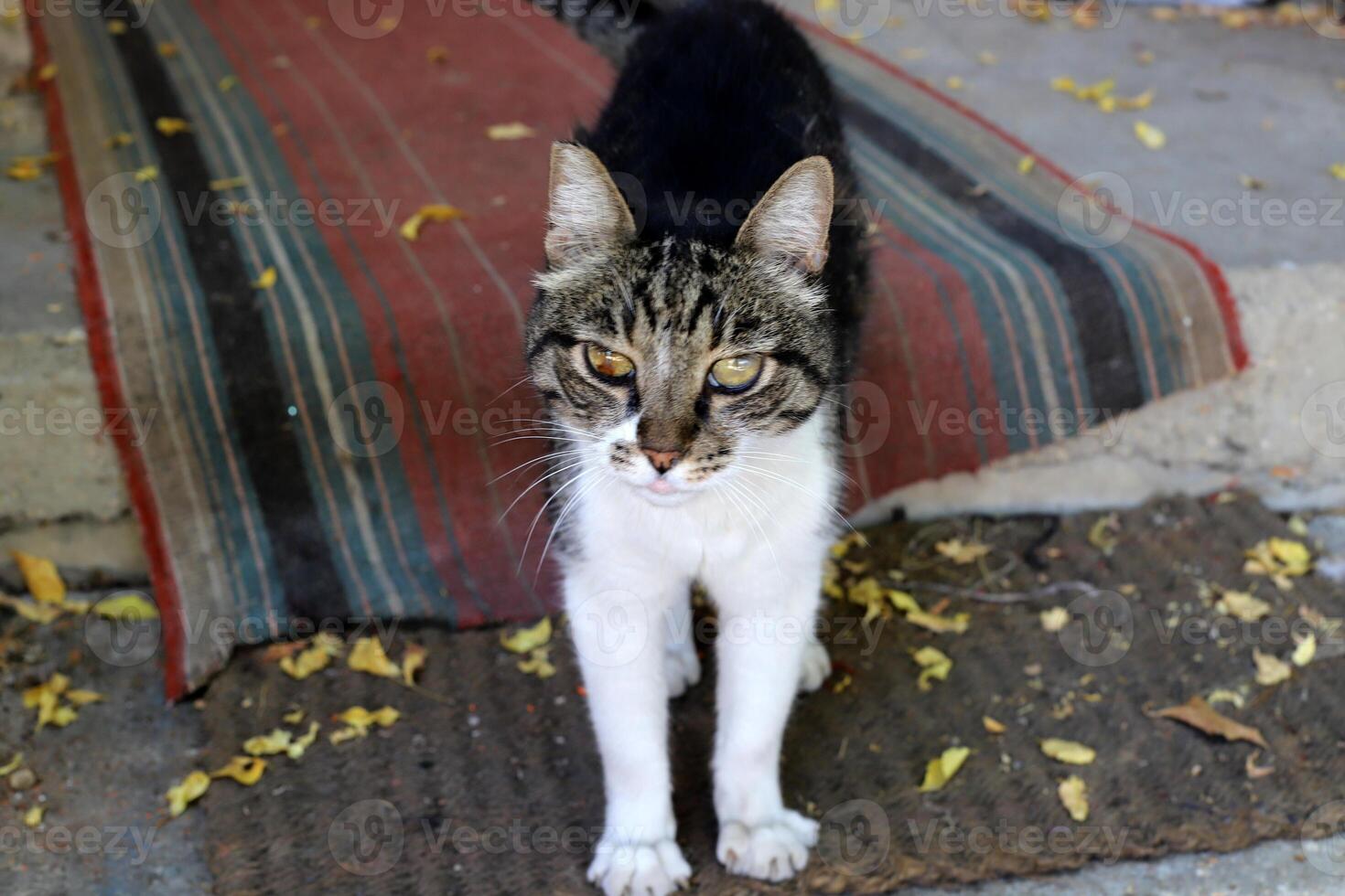 A homeless cat lives on the street in Tel Aviv. photo