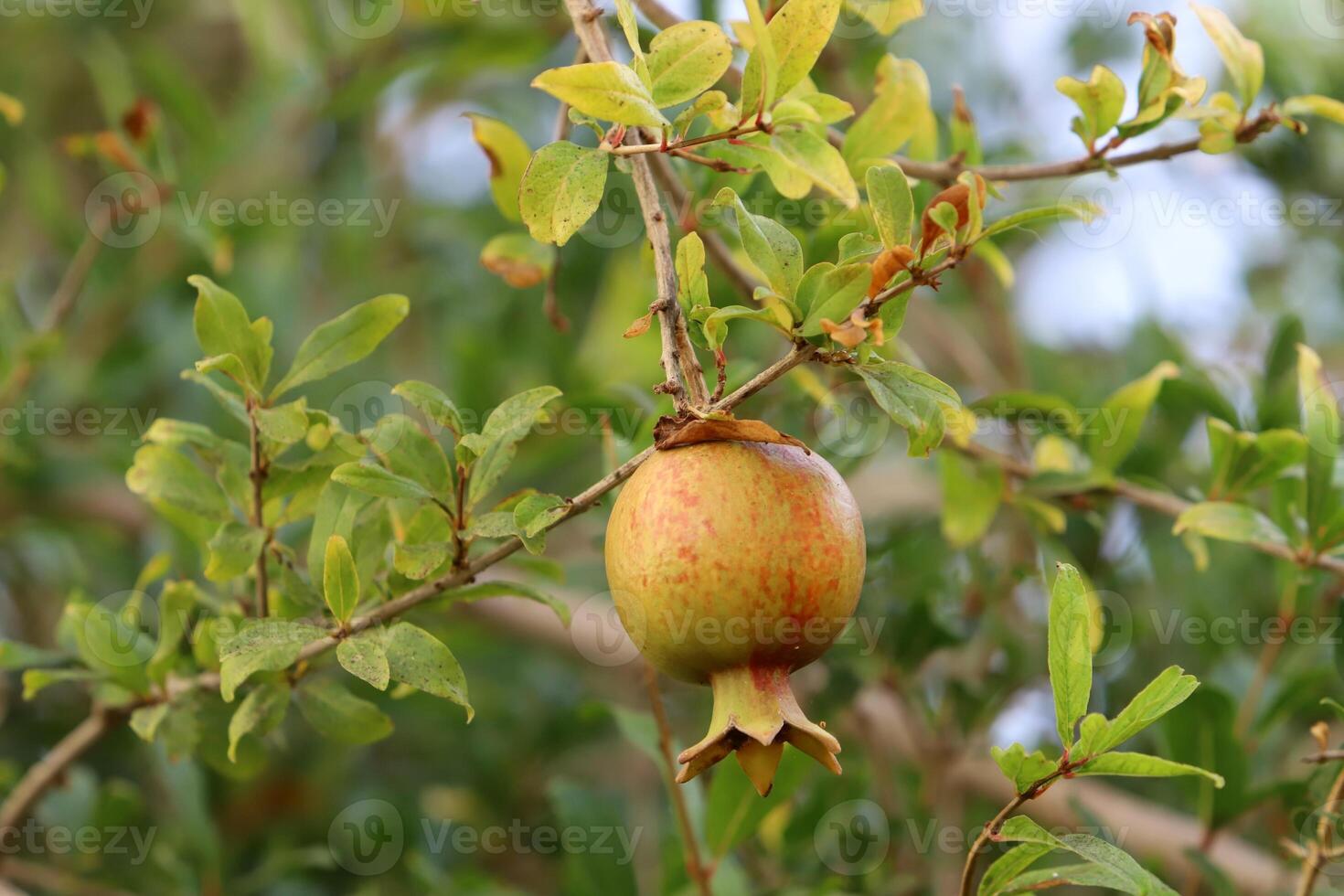 Unripe pomegranates in a city park against the background of green foliage of trees. photo