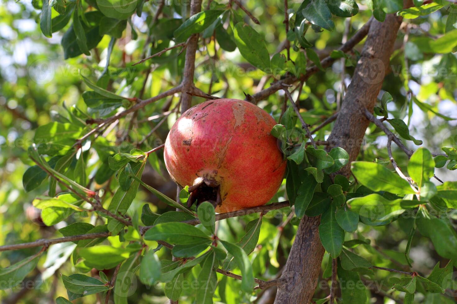 Unripe pomegranates in a city park against the background of green foliage of trees. photo