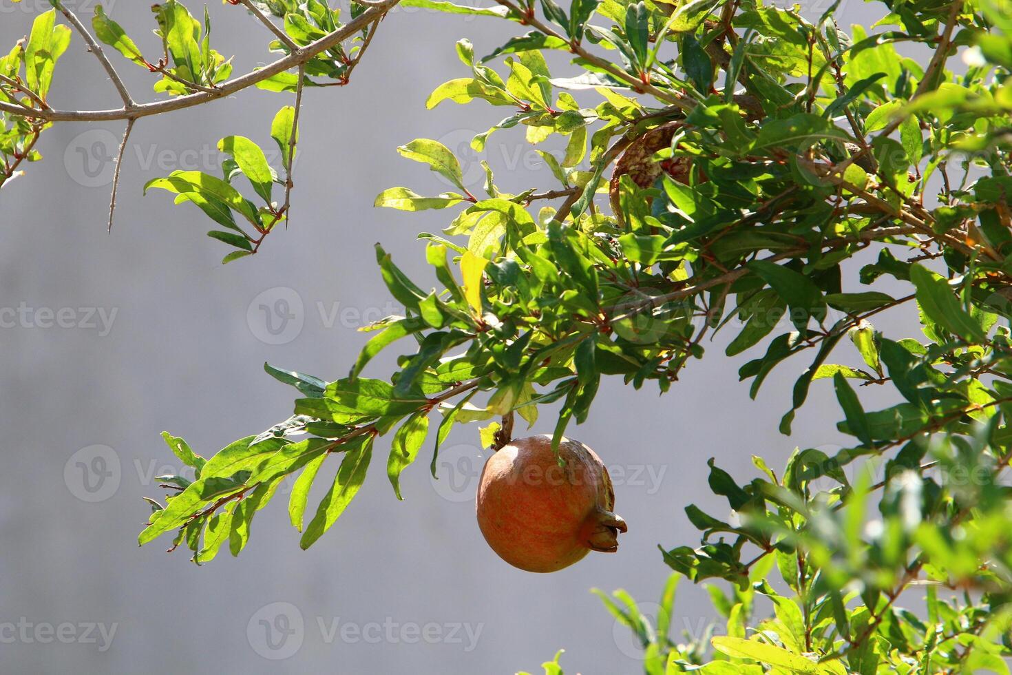 Unripe pomegranates in a city park against the background of green foliage of trees. photo