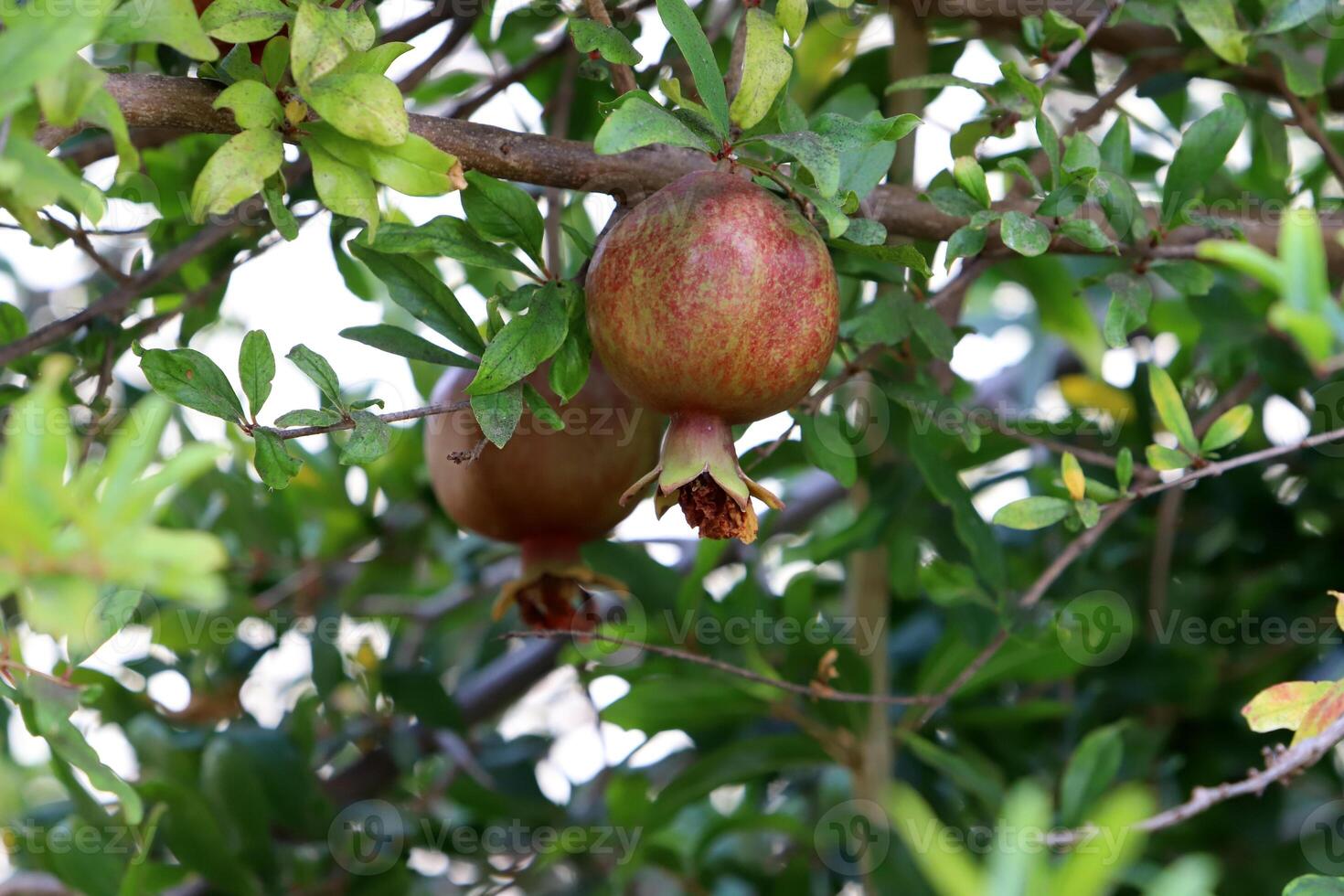 Unripe pomegranates in a city park against the background of green foliage of trees. photo