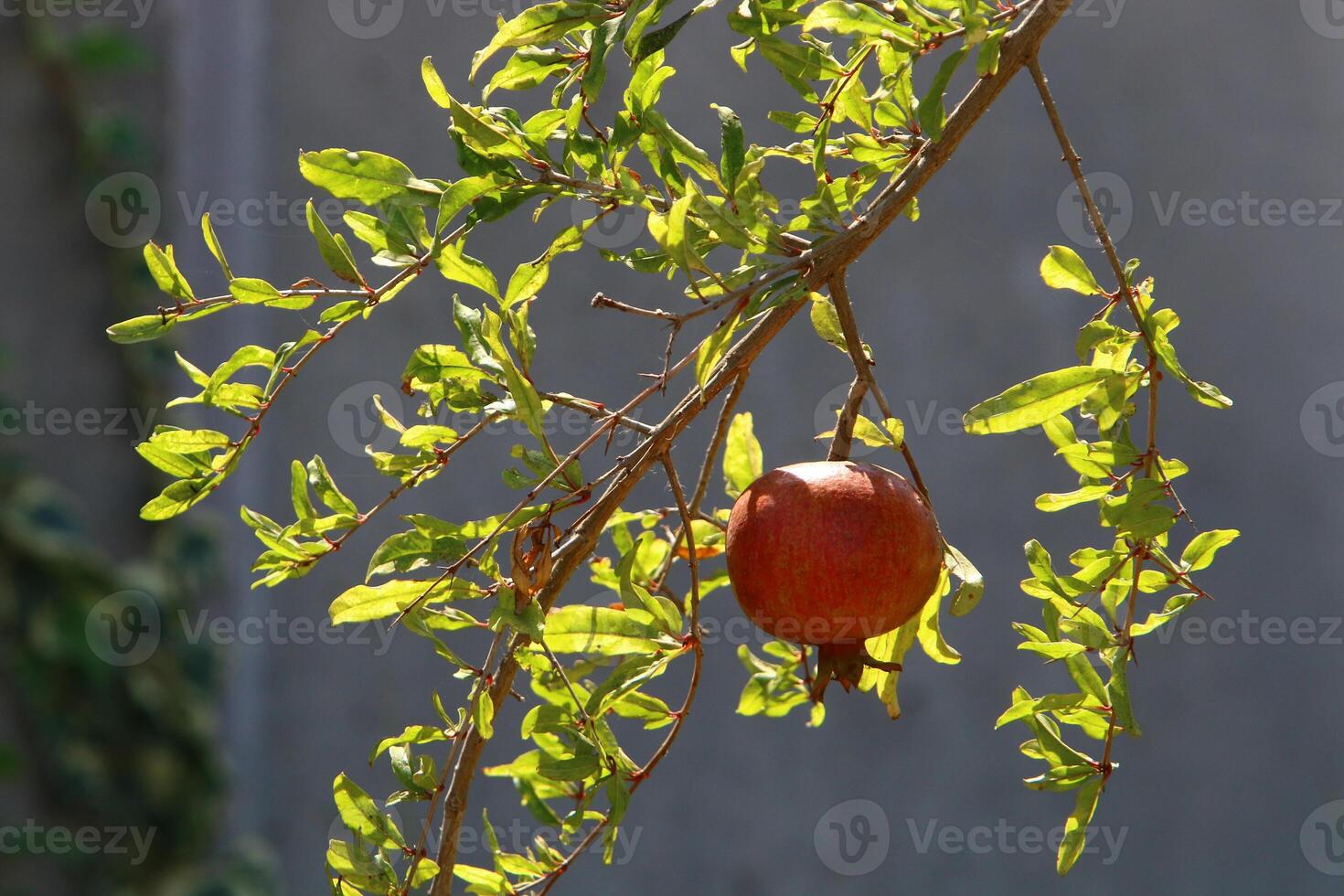 Unripe pomegranates in a city park against the background of green foliage of trees. photo