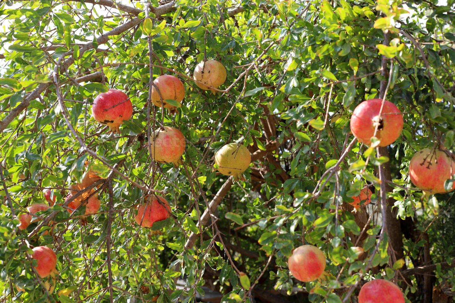 Unripe pomegranates in a city park against the background of green foliage of trees. photo