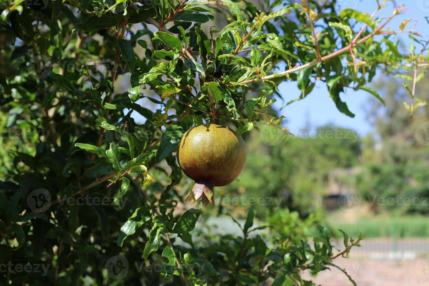 Unripe pomegranates in a city park against the background of green foliage of trees. photo