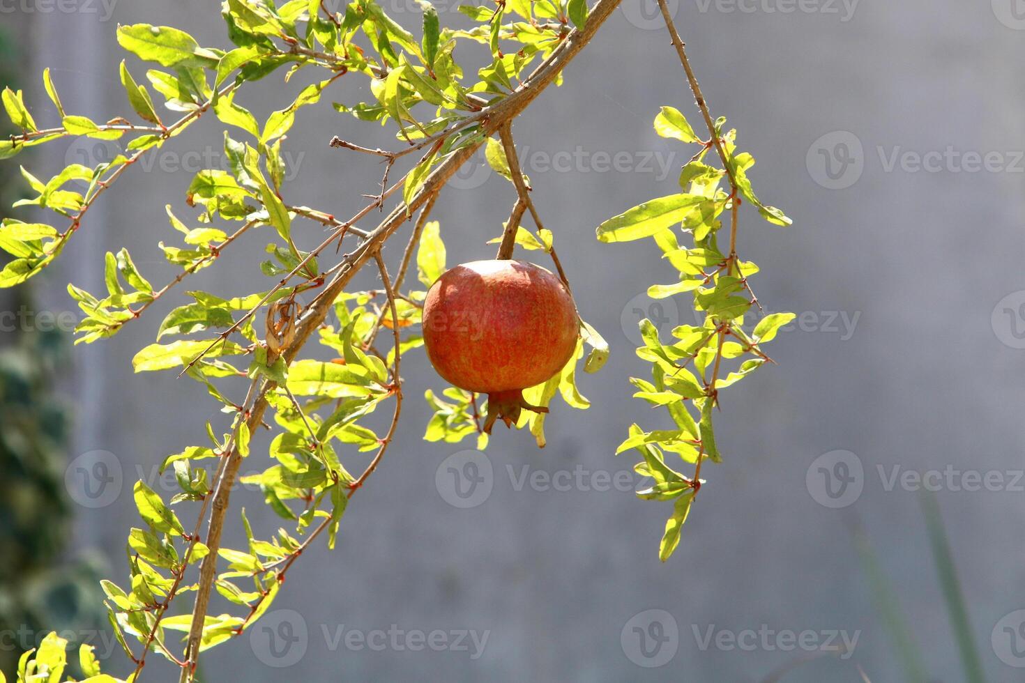 Unripe pomegranates in a city park against the background of green foliage of trees. photo