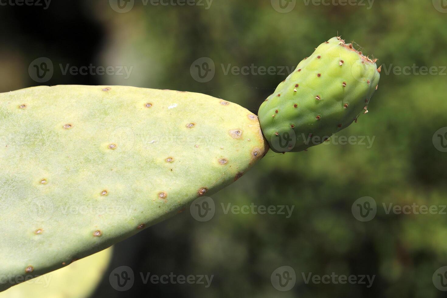A large and prickly cactus grows in a city park photo