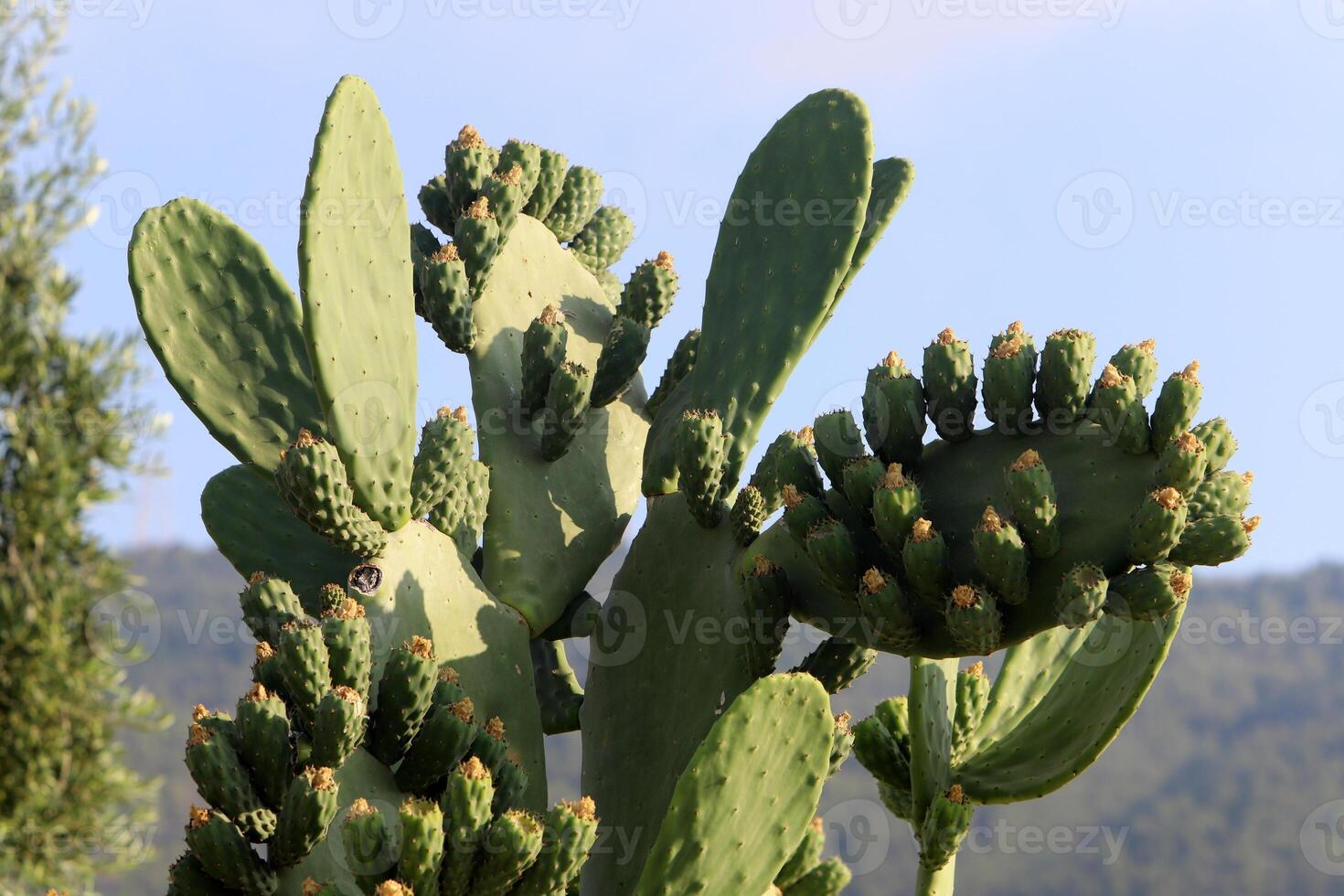 A large and prickly cactus grows in a city park photo