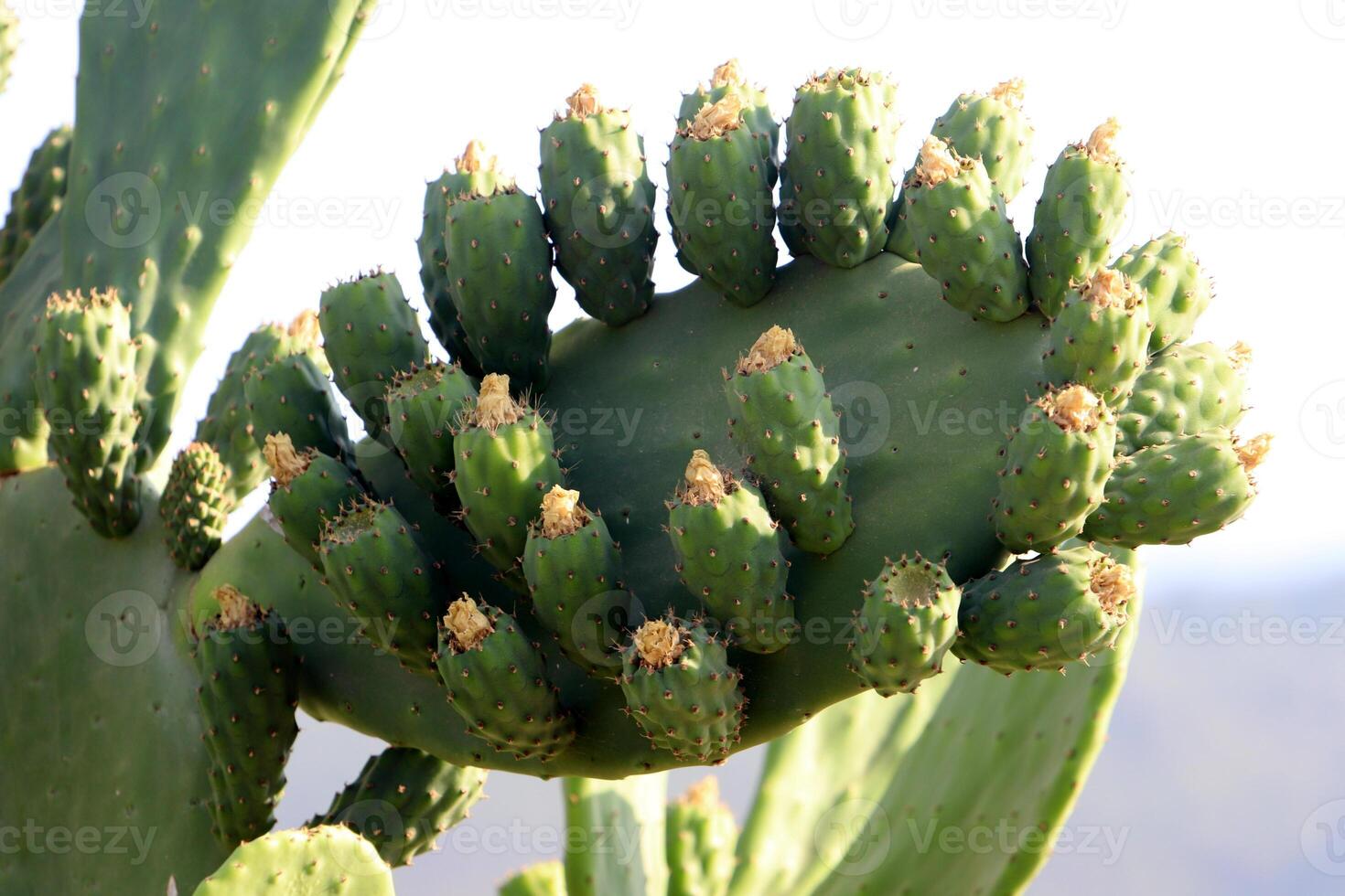 A large and prickly cactus grows in a city park photo