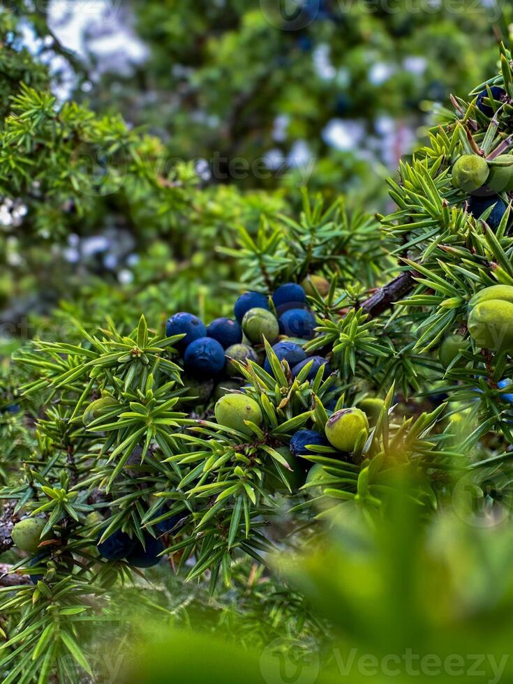 The ripe blue juniper berries are on juniper tree in nature. photo