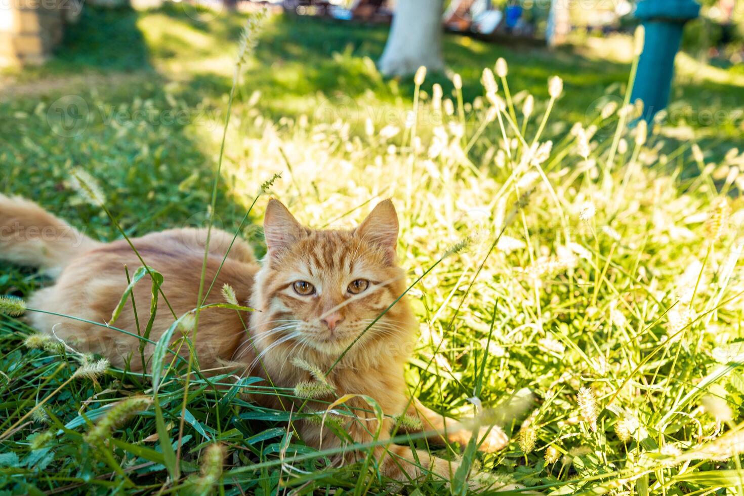 beautiful ginger cat lying in the sun in the grass, enjoying the simple pleasures of life photo
