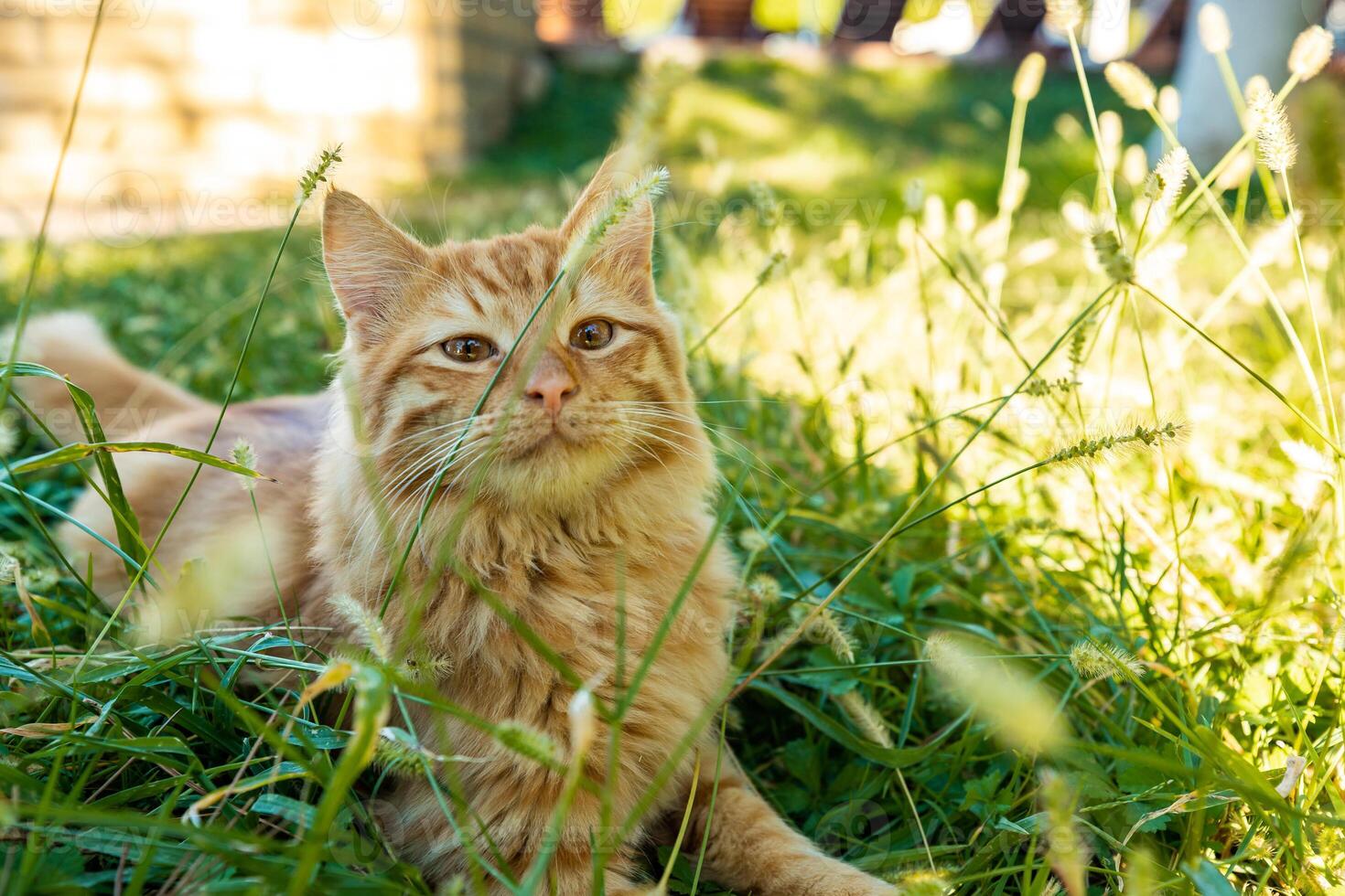 beautiful ginger cat lying in the sun in the grass, enjoying the simple pleasures of life photo