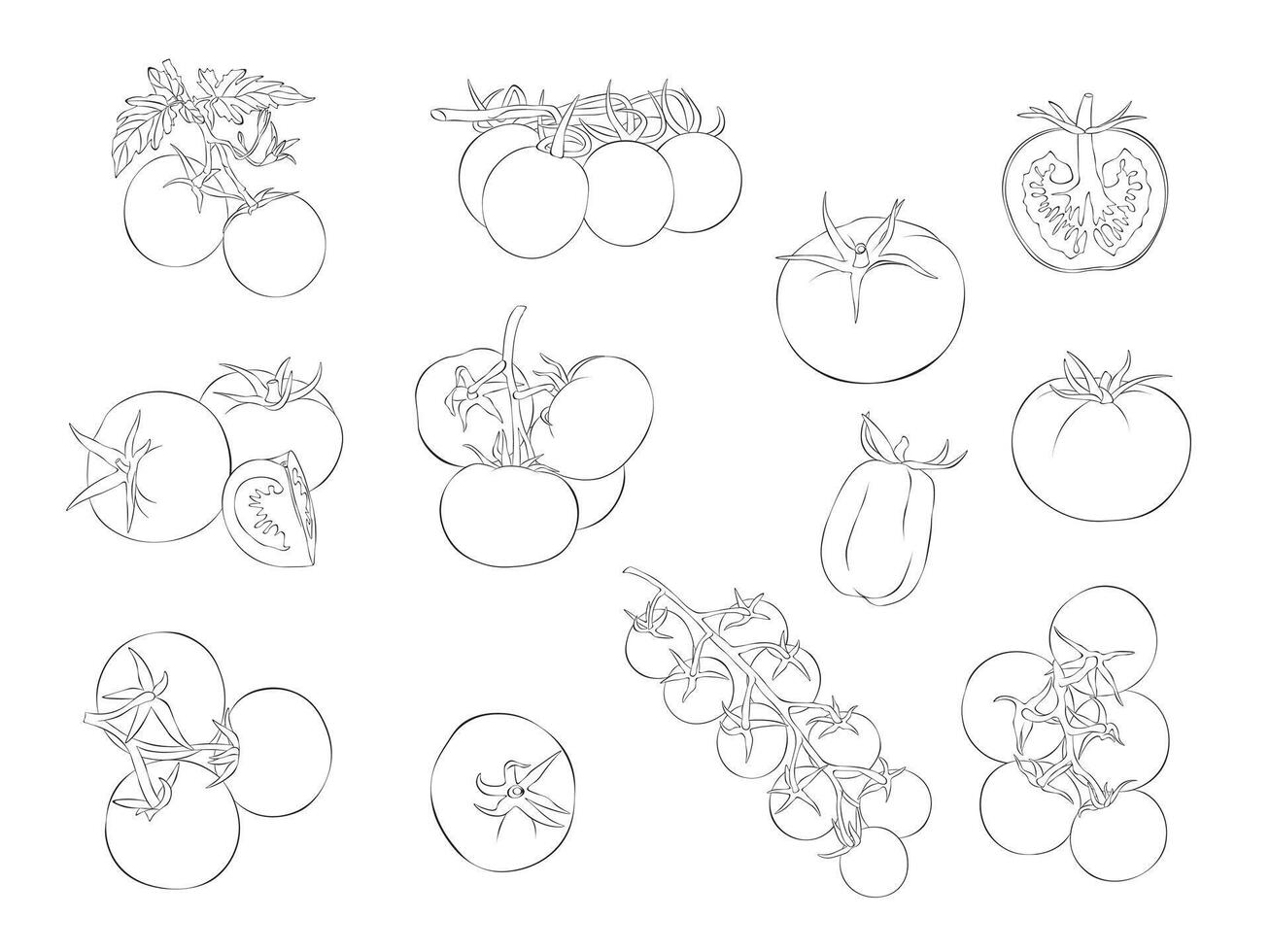Tomato. Isolated object on white background. Hand-drawn style. vector