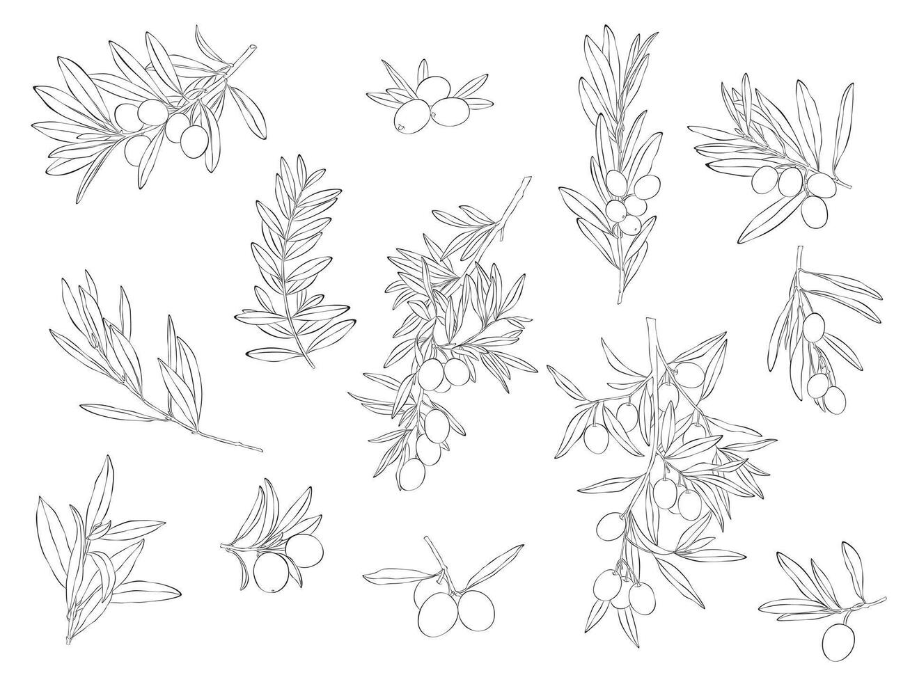 Sketch of olive branch with berries and leaves. Hand drawn line art illustration. Black and white drawing vector