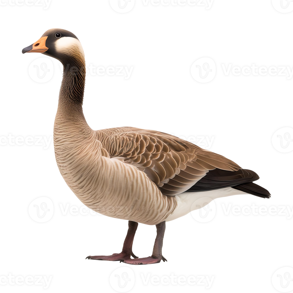 Alert Greylag Goose with Head Turned, Standing Proudly png