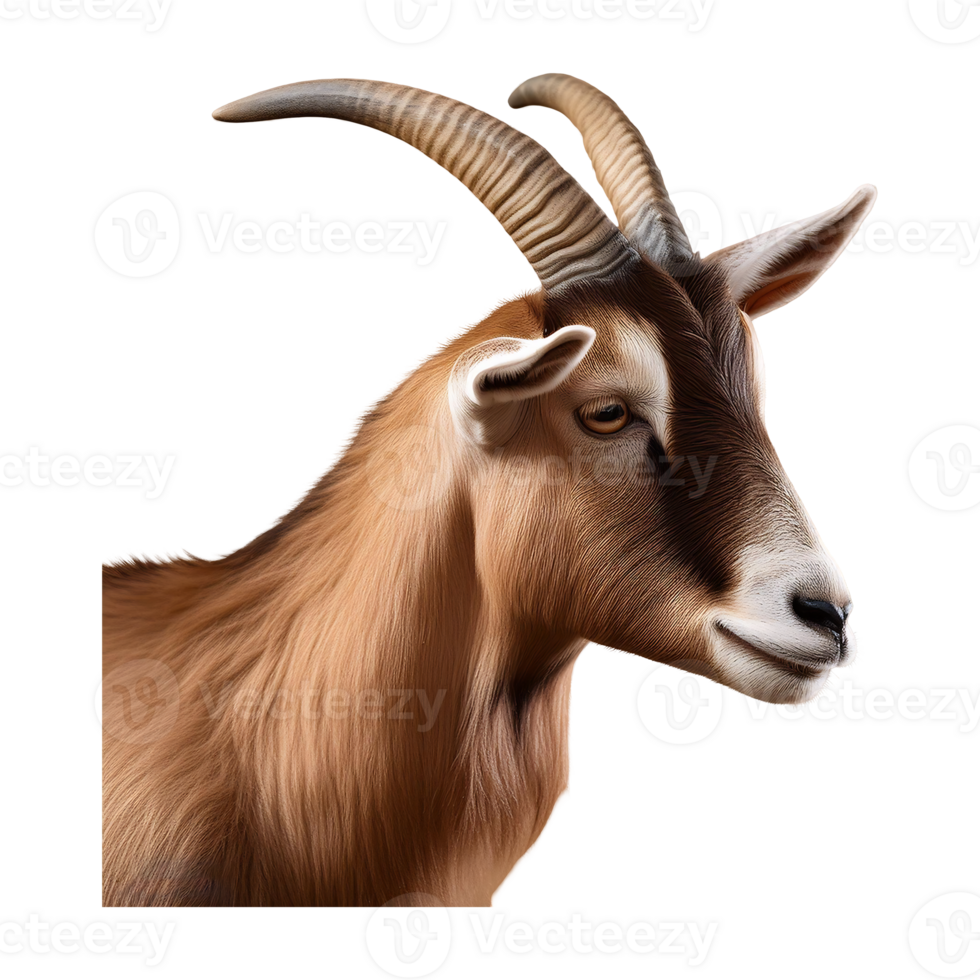 Close-up Portrait of a Bezoar Goat, showcasing its distinctive features png