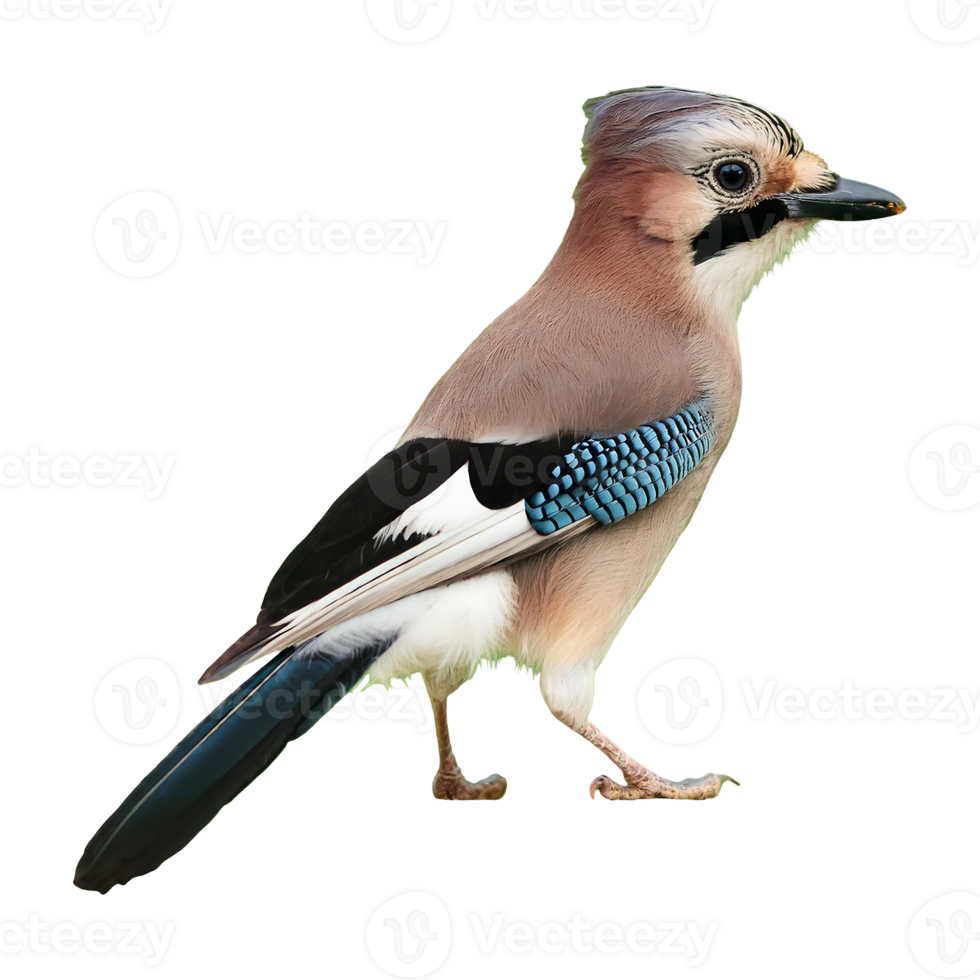 Eurasian Jay with a Crested Head and Blue Wings, Isolated on Transparent Background png