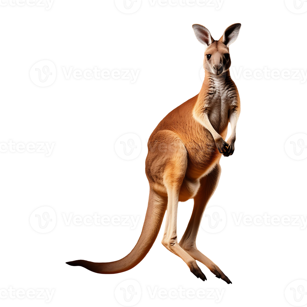 Red Kangaroo with a Majestic Presence, a Symbol of Australia png