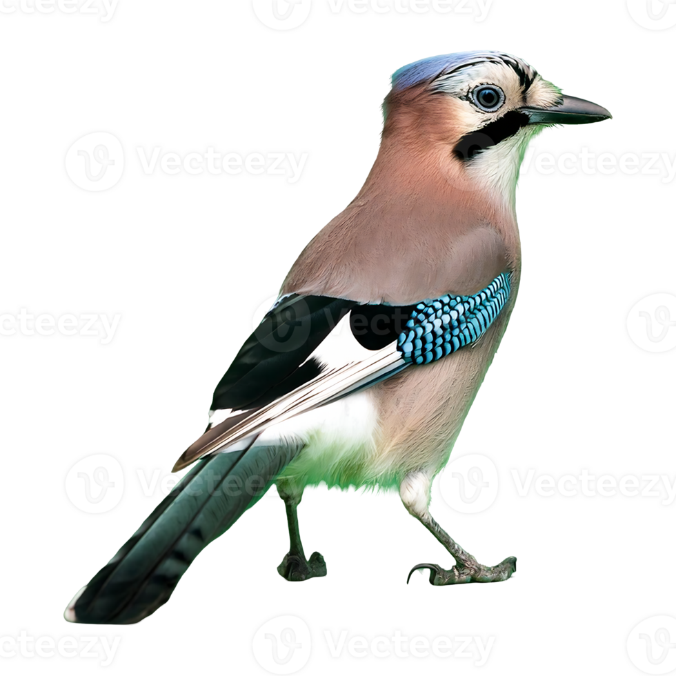 Close-up of a Eurasian Jay, showcasing its distinctive features png