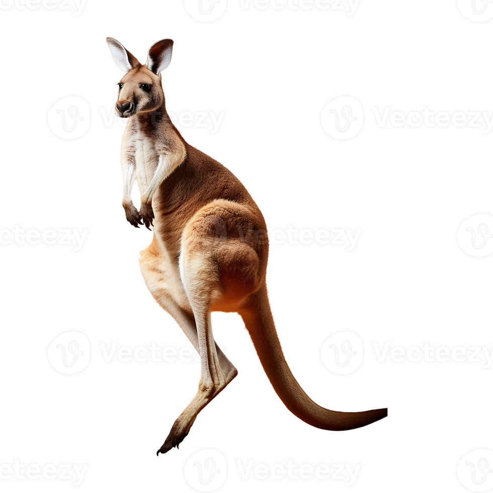 Energetic Red Kangaroo with a Long Tail, Isolated on Transparent Background png