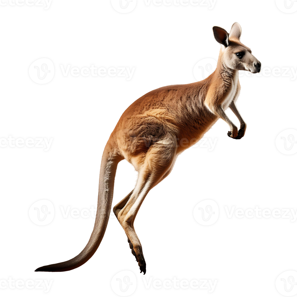 Dynamic Red Kangaroo in Mid-Jump, Captured in Action png