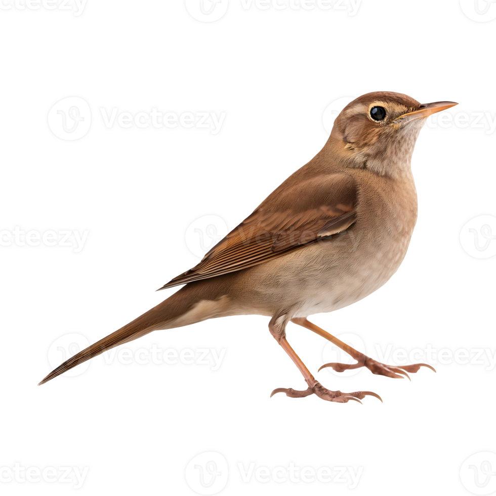 Nightingale with a Calm Demeanor, a Symbol of Nature's Harmony png