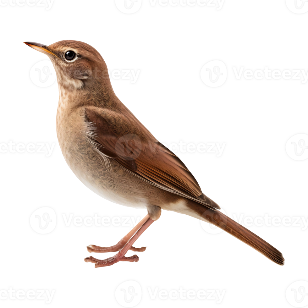 Detailed Macro Shot of a Common Nightingale's Feathers and Beak png