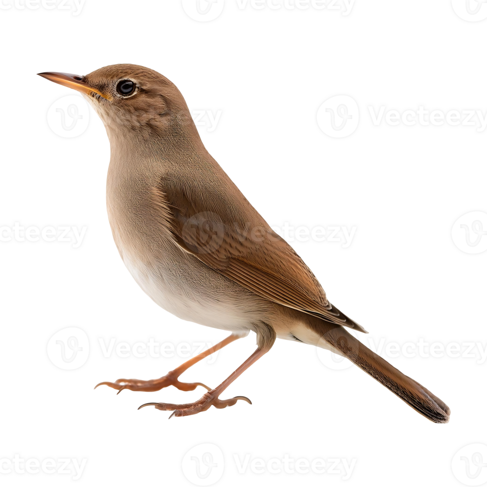 Brown Nightingale with a Delicate Frame, Isolated on Transparent BackgroundBrown Nightingale with a Delicate Frame, Isolated on Transparent Background png