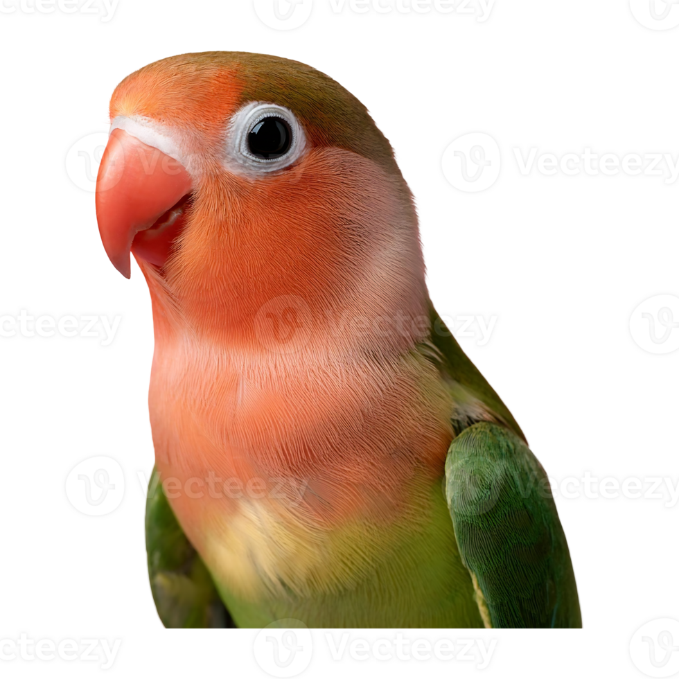Close-up Portrait of a Rosy-faced Lovebird, showcasing its distinctive features png