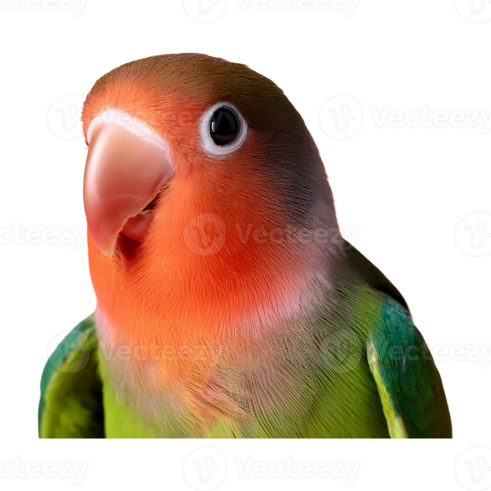 Vibrant Rosy-faced Lovebird with Bright Orange Chest png