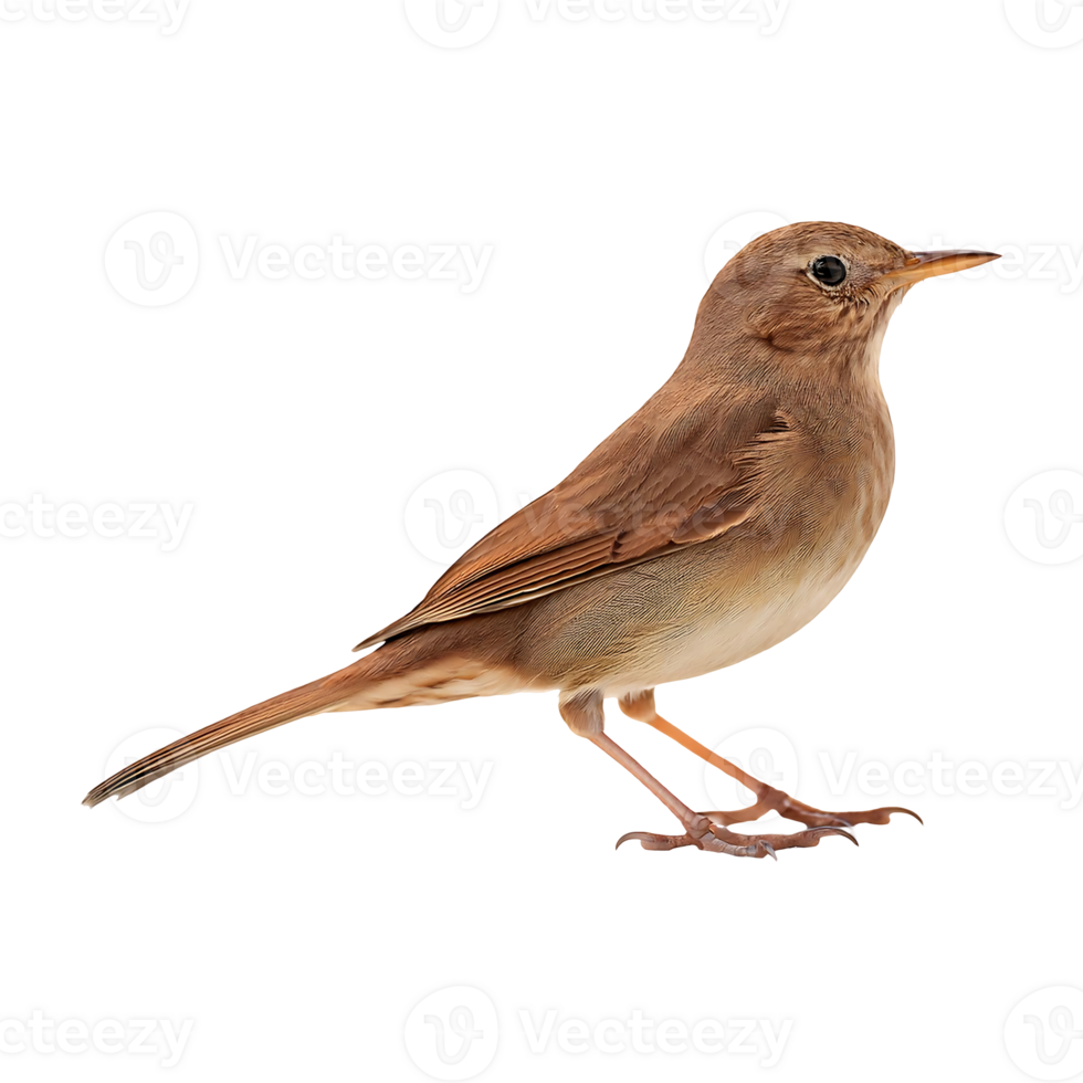 Common Nightingale with Side Profile, Perched Gracefully png
