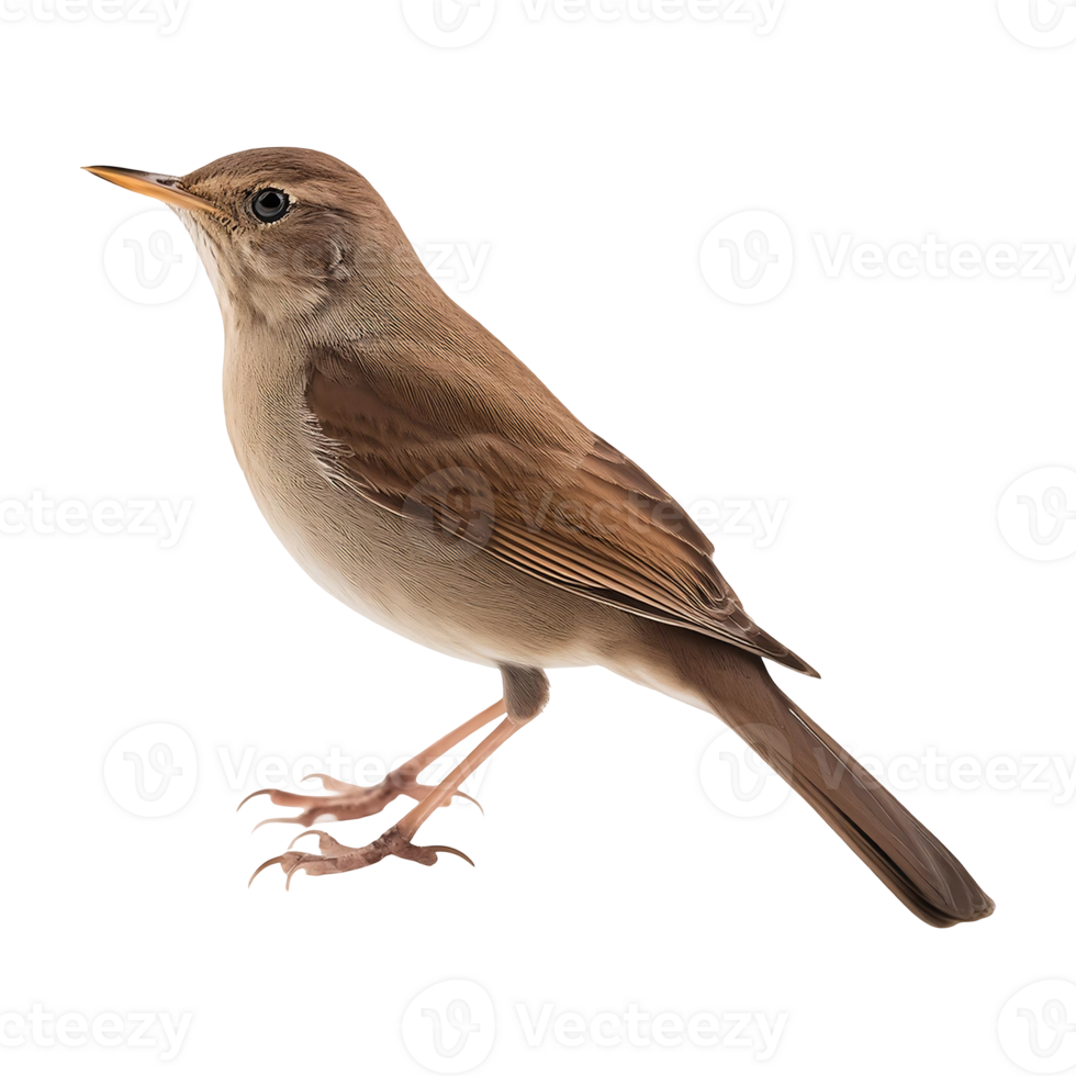 Close-up of a Common Nightingale, showcasing its Earthy Tones png