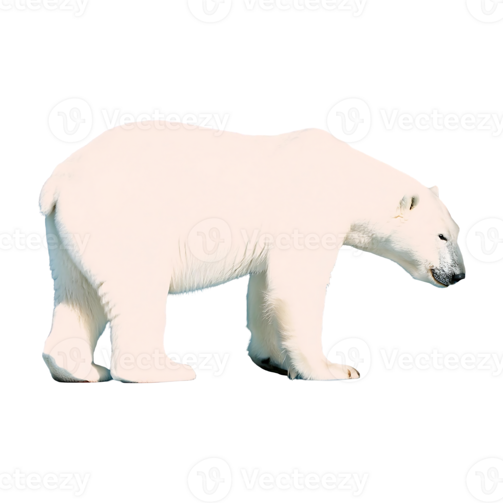 Powerful Polar Bear with a Strong Stance, Isolated on Transparent Background png