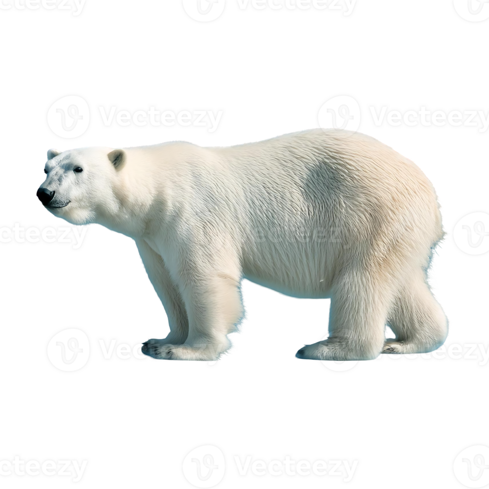 Standing Polar Bear with a Curious Gaze png