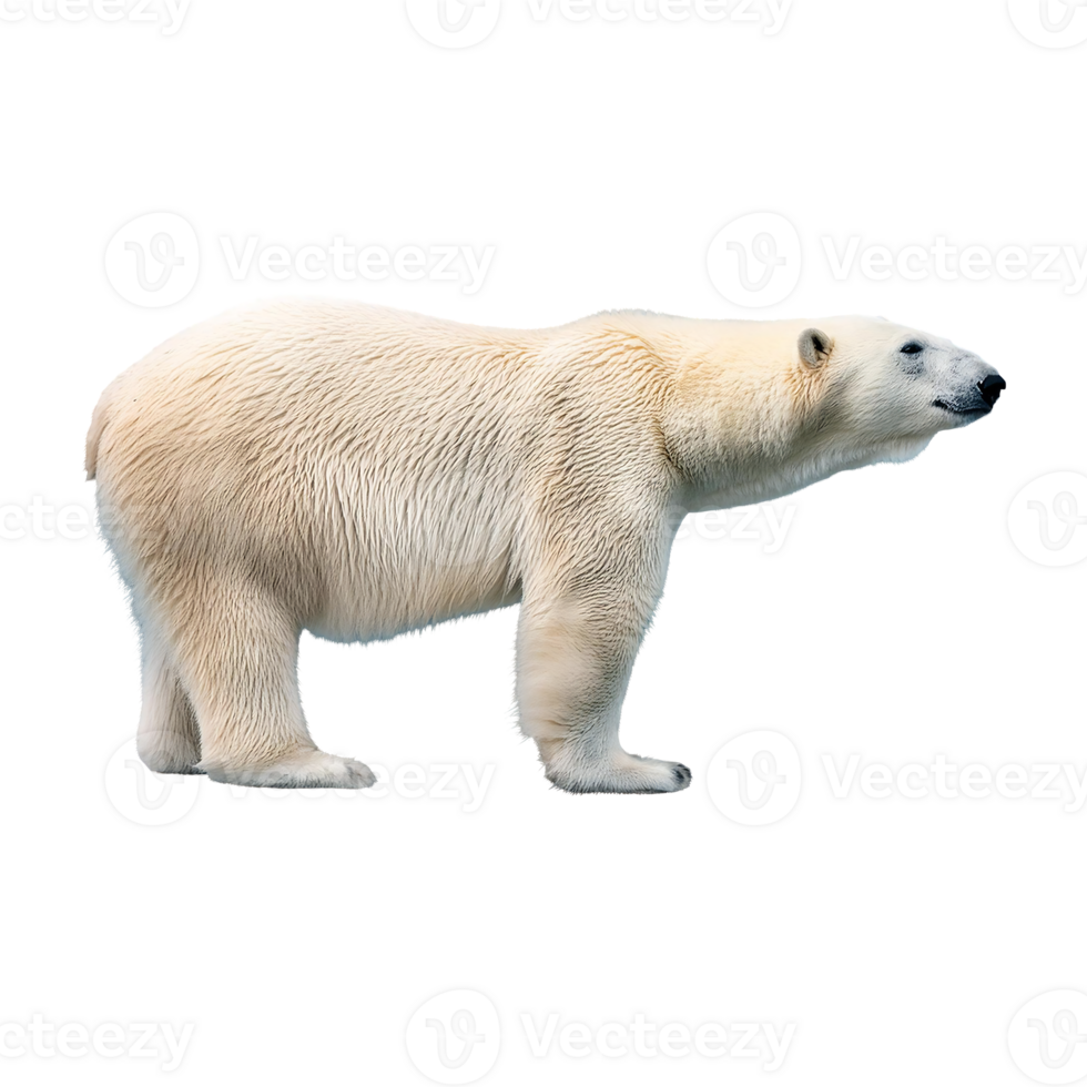 Close-up of a Polar Bear, showcasing its majestic presence png