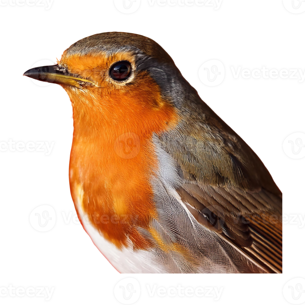 European Robin with Inquisitive Gaze png